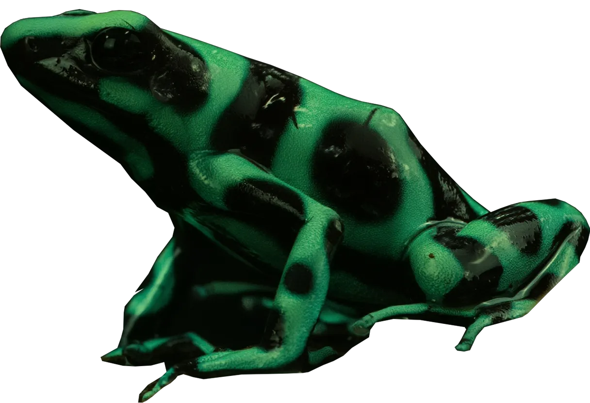 Rana Flecha verde y negro